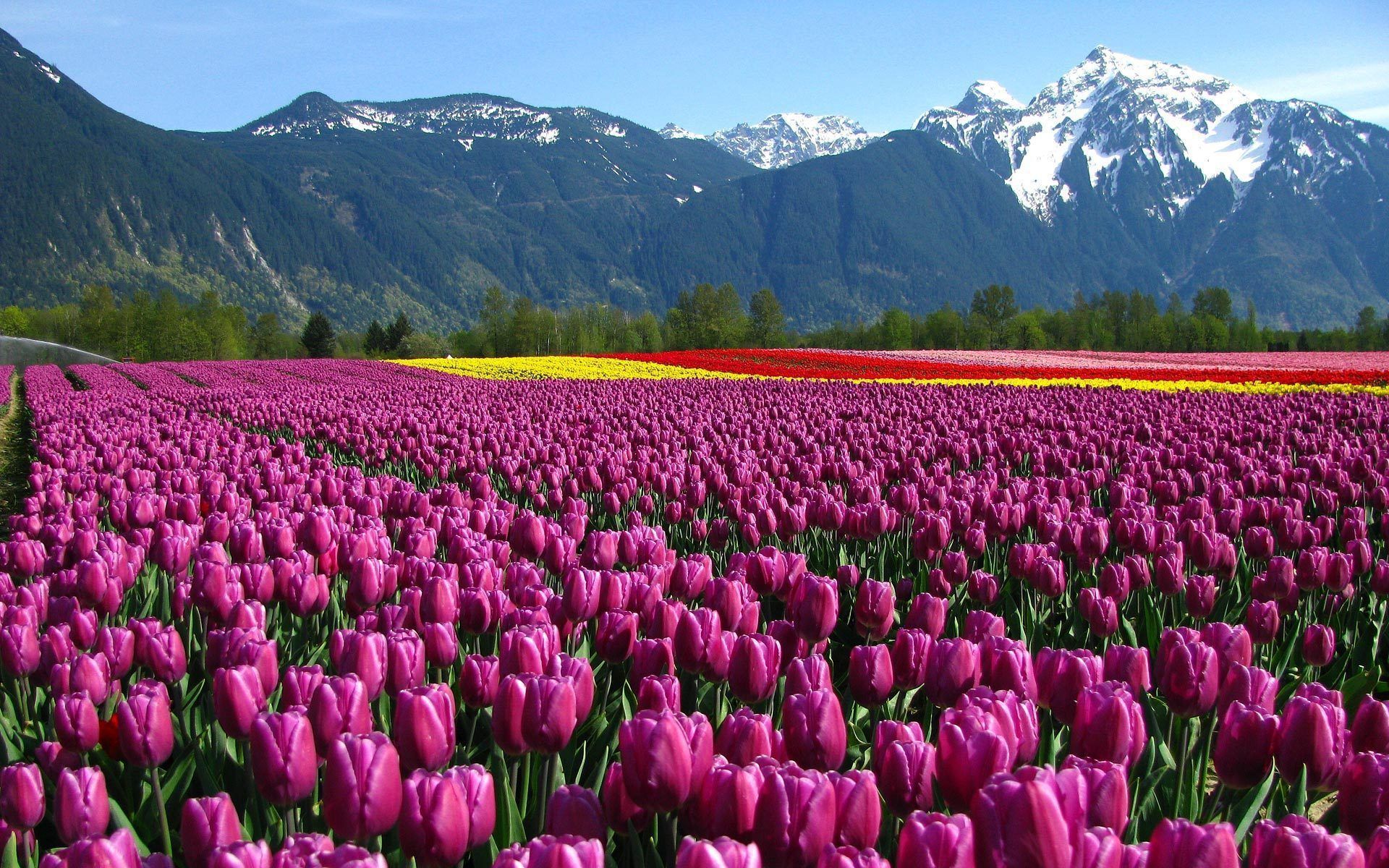 Record number of tourists visit Srinagar's Tulip garden this season
